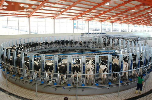 提升乳制品質(zhì)量，內(nèi)蒙古從源頭到餐桌的系統(tǒng)工程
